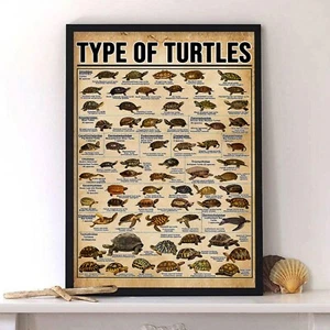 Poster Conoscenza Tipo Di Tartarughe - Foto 1 di 3