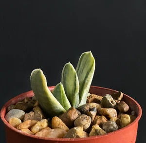 GASTERIA cv Sakura Fuji Yuki yellow rare succulent exotic plant 4" pot - Picture 1 of 1
