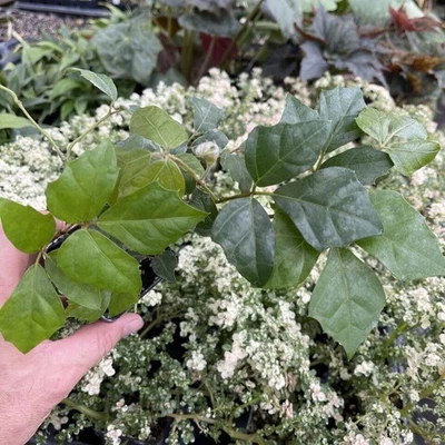 Grape Ivy - CISSUS RHOMBIFOLIA - Image 1 of 3