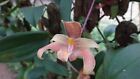 Bulbophyllum bataanense orchid plant BLOOM SIZE Thailand CITES PHYTO