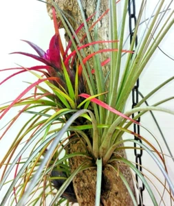 AIR PLANT BUNDLE - 1 x Cardinal Air Plant + 1 x Achmea recurvata air plants - Picture 1 of 10