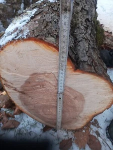 Apfelholz Apfel Stamm basteln Deko drechseln Holz Epoxidharz - Bild 1 von 2