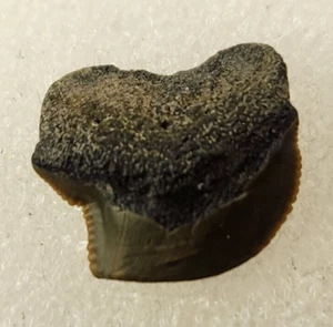 Squalicorax kaupi 0.52" Fossil "Crow" Shark Tooth - Wenonah Fm. - Big Brook, NJ  - Picture 1 of 4