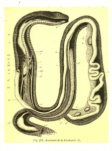 Cabinet de curiosité planche affiche A3 anatomie animale de la couleuvre serpent - Picture 1 of 1