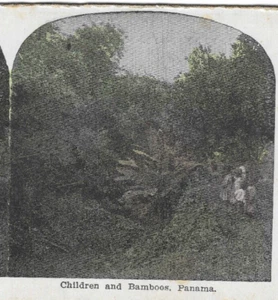 Children And Bamboos, Panama, c1905 Stereoview Card - Picture 1 of 2