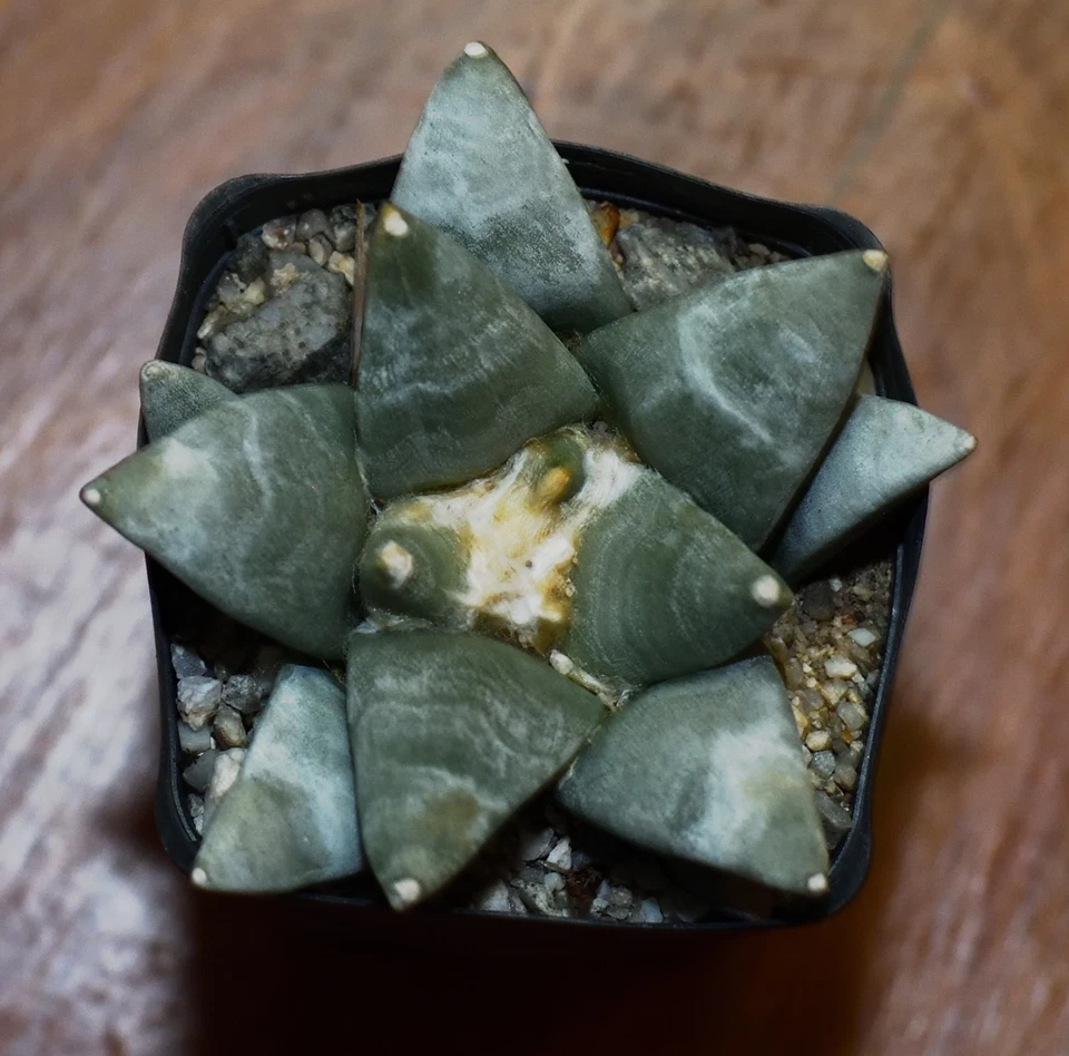 Ariocarpus retusus retusus #12 - Image 1 of 1