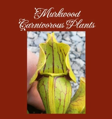  Sarracenia Purpurea Venosa x Open Pollinated Carnivorous Plant 2022 50 SEEDS! - Image 1 of 3