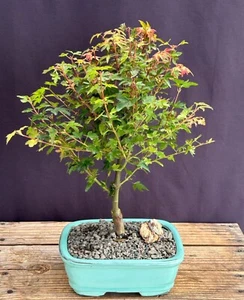 Koto Maura Japanese Maple 14"H Acer Palmatum 'Koto Maru' Outdoor Deciduous - Picture 1 of 2