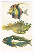 Moorish Idol & Other Exotic Vintage Fish Print PJ Buc'hoz Picture 1990 CNHPF#19