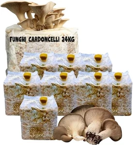 KIT COLTIVAZIONE FUNGHI CARDONCELLI PLEUROTUS ERYNGII 8 BALLETTE DA 3 KG - Foto 1 di 4