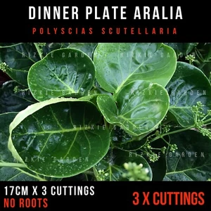 3 x Cuttings No Roots, Dinner Plant Aralia Shield Aralia, Polyscias scutellaria - Picture 1 of 6