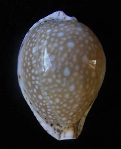 caracol Cypraea lamarckii redimita 36,2 mm F++ - Imagen 1 de 3