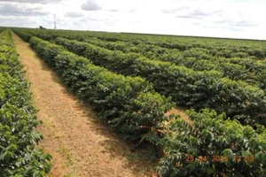 2-40lb Brazil Peaberry * Specialty Coffee * Premium Unroasted Green Coffee Beans - Picture 1 of 6