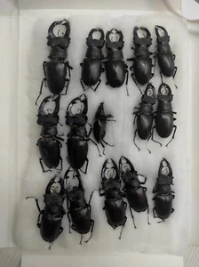 Lucanus cervus Russia S Ural Bashiria - 120 USD per 15 pezzi - Foto 1 di 3