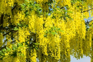 Golden Chain Tree {Laburnum alpinum} 20 seeds Free Shipping! US seller US seed - Picture 1 of 3
