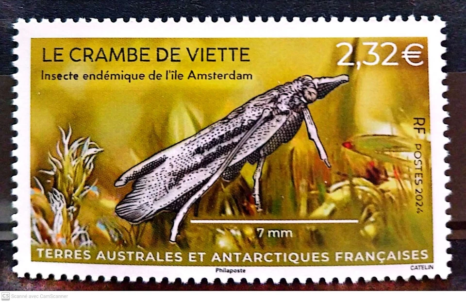 2024- TAAF/SFAT-FRENCH SOUTHERN TERRITORIES- INSECT CRAMBE DE VIETTE 1V  MNH **B - Image 1 of 1