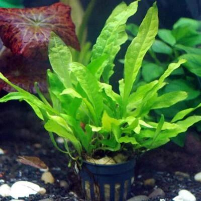 Java Fern | Aquarium Plants Factory® - Image 1 of 2