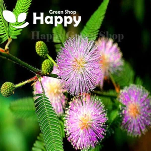 SENSITIVE PLANT - 75 selected seeds - Touch me not - Mimosa pudica perennial - Picture 1 of 5