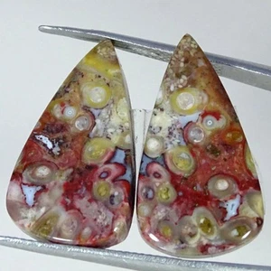 21.00 Cts Natural Pear Palm Root Agate Wirewrap Cabochon Pair Gemstone 13X24X4MM - Picture 1 of 6