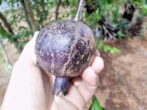 20 EIGHT BALL POMEGRANATE SEEEDS - Punica granatum "Eight Ball" - Picture 1 of 9