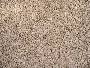 Milokorn, Dari Einzelfuttermittel weiß | 25 kg für Vögel und Nager - Bild 1 von 1