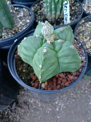 astrophytum myrio kikko súper pesado acanalado llena olla de un galón Foto 1 de 2