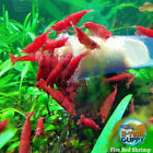 10+1 Fire Red Cherry -  Freshwater Neocaridina  Aquarium Shrimp. Live  Guarantee