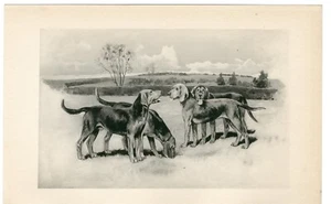 KERRY BEAGLES RARE 1897 ANTIQUE DOG ART PRINT BY ARTHUR WARDLE - Picture 1 of 1