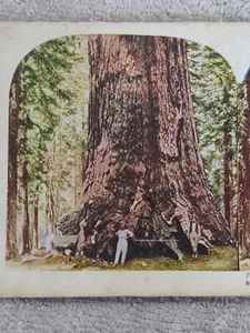 Stereoview Yosemite Valley größter Baum im Mariposa Grove 1898 Stereograph - Bild 1 von 3