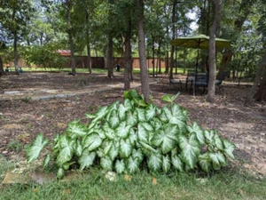 Caladium Aaron Jumbo - das kleine Elefantenohr - - Bild 1 von 1