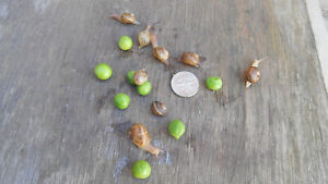 Three ( 3 ) Tiny PeeWees Live Pet Land Snails Hand Raised pets, educational