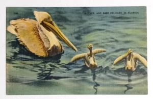 Mother & Baby Brown Pelicans Florida Postcard c1940s Linen Birds FL - Picture 1 of 2