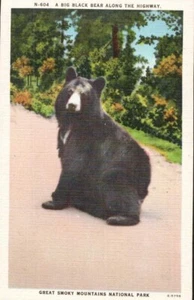 Linen Postcard Black Bear Along Highway Great Smoky Mountains National Park UNP - Picture 1 of 2