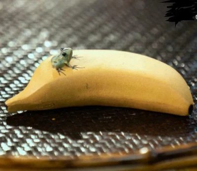 Chinese Yixing Zisha Pottery Gold Duan Clay Lovable Banana Frog Tea Pet Statue - Image 1 of 3