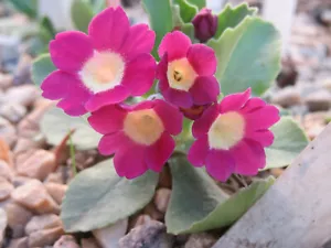 Alpine Primroses : 50 Seeds : Small European Hybrids : Mixed Colours : Primula - Picture 1 of 12