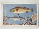India Vintage Postcard Taraporevala Aquarium Bombay  Jew Fish Indian Salmon
