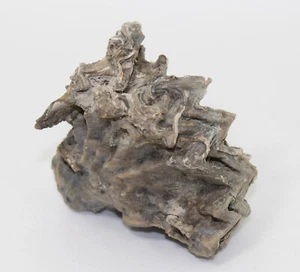 Muschel, Actinostreon marshi, Jura, Oxford, Villes sur Mer, Frankreich -eb8559 - Picture 1 of 8