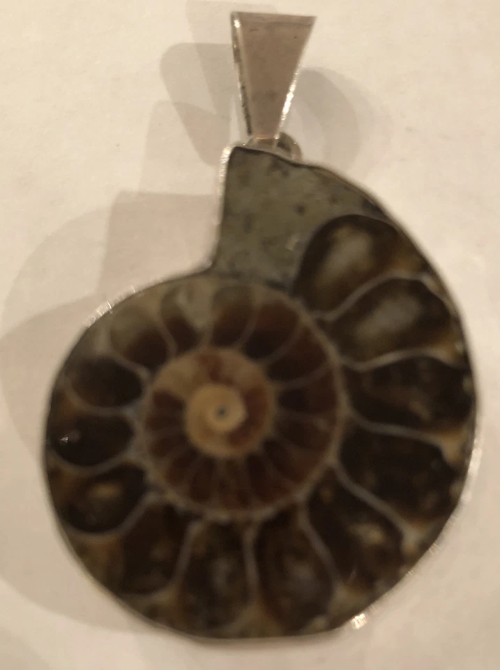 Colgante de amonita de plata de ley ovalado fósil natural grande  Foto 1 de 3