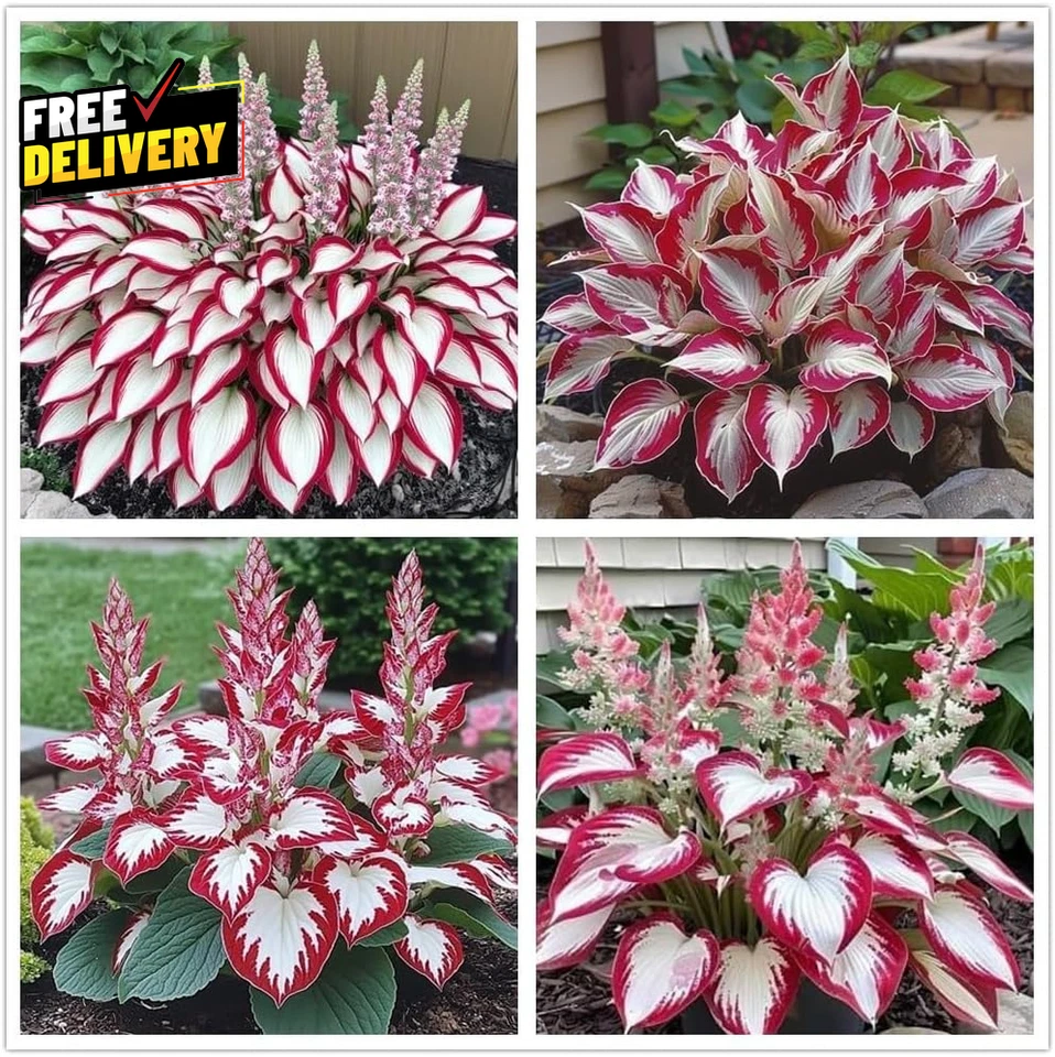 100+ Semillas de Hosta para Plantar al Aire Libre Raras Semillas de Flores Perennes Tono L... Foto 1 de 4