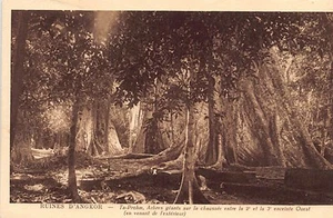 Cambodia - Angkor Ruins - Ta Prohm - Giant Trees - Publ. Nadal 21 - - Cambodge - - Picture 1 of 2