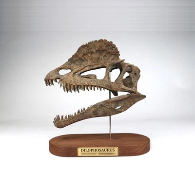 Dilophosaurus Calavera Dinosaurio Estatua Resina Modelo Animal Modelo Exhibición Foto 1 de 4