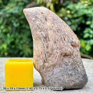 Authentic theropod dinosaur claw fossil (undescribed) cretaceous tiouraren - Picture 1 of 2