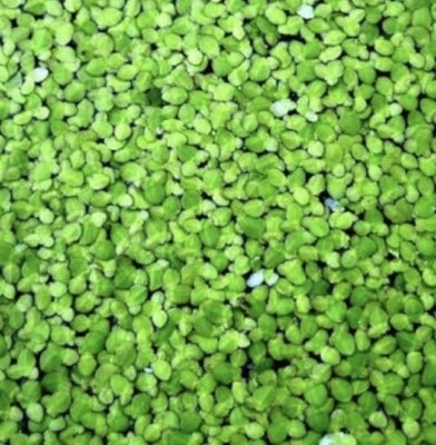Duckweed (Duck 🦆 Weed)  Live Aquarium Plant, Fish Tank, Pond, Goldfish - image 1 of 2