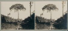 Stereo Foto Guyana, 1914, Eisenbahngleise, Urwaldpartie - 10463017
