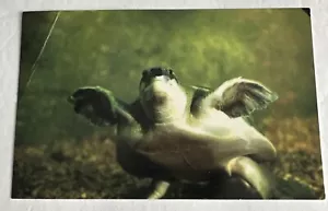 Postcard: TURTLE ~ SOUTH of the BORDER at the NC/SC Border ~ South Carolina - Bild 1 von 2