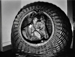 ALTES GROSSES KUNSTFOTO 60er Jahre. HUNDEKORB WEIDENKORB 18X24cm SNAPSHOT Nr. 32 - Bild 1 von 1