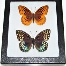 Speyeria nokomis nitocris framed butterfly pair male female Arizona USA