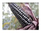 25x Peruvian Multicolor-Morado Corn Purple Corn Grain Plants - Seeds A423