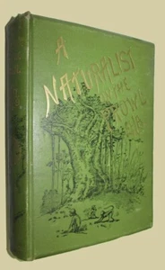 E.H.A. A Naturalist on the Prowl or In the Jungle. 1894. - Picture 1 of 3