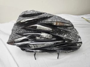 Hermoso plato / placa / escultura de ortoceras - ¡más de 6 libras! - Imagen 1 de 8